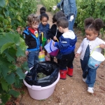 photo 2 Vendanges du 11 09 2015